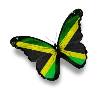Jamaican flag butterfly, Jamaica, Butterfly, #Jamaica, #Jamaicanindependence #JA 