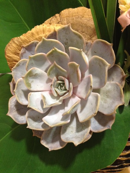 Flower, succulent, Succulent, #succulent #succulents, #flowers, Maylana's Chronicles, Maylana's Closet, Bouquet, #bouquet, Floral, #floral, Florals, #florals